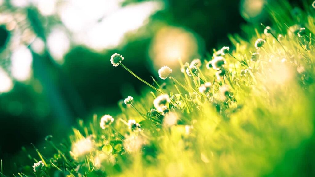 Dandelions in a field.