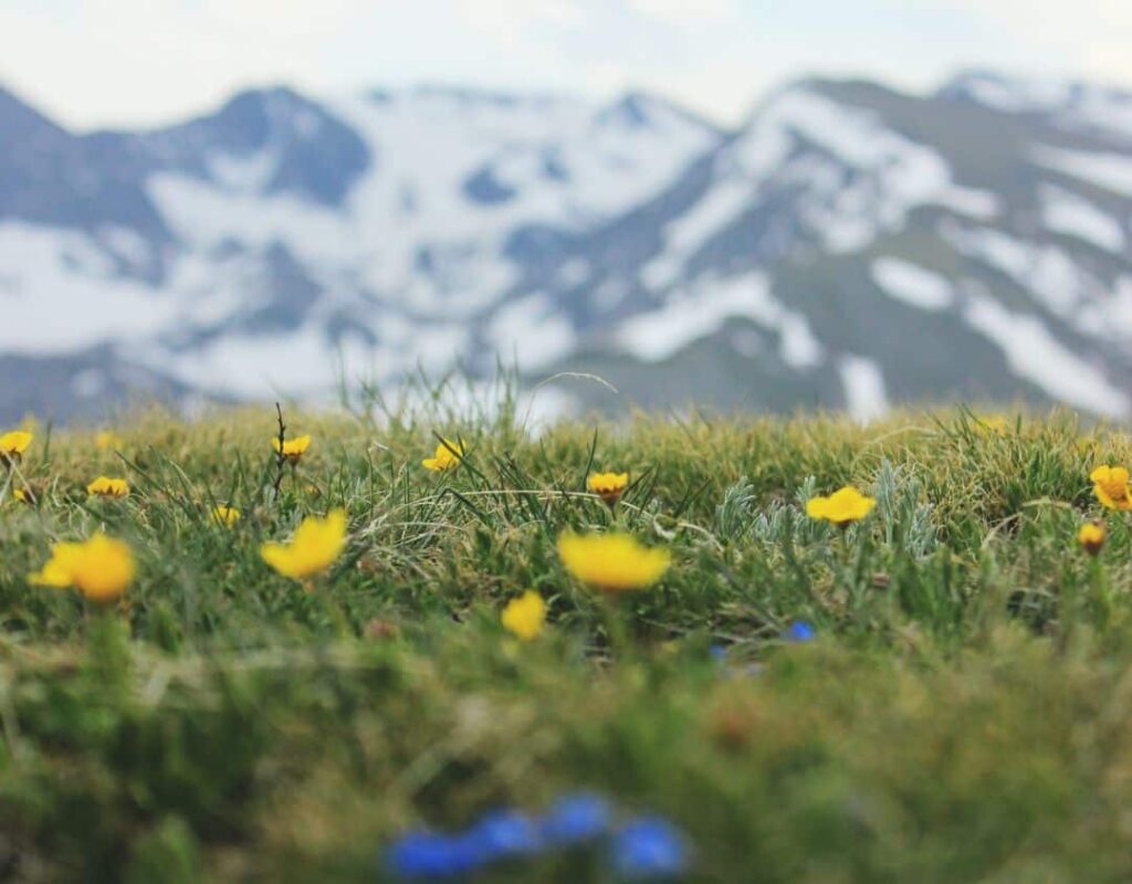 yellow flowers with the Rocky Mountains in the background